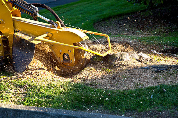 Buies Creek, NC Tree Removal Company