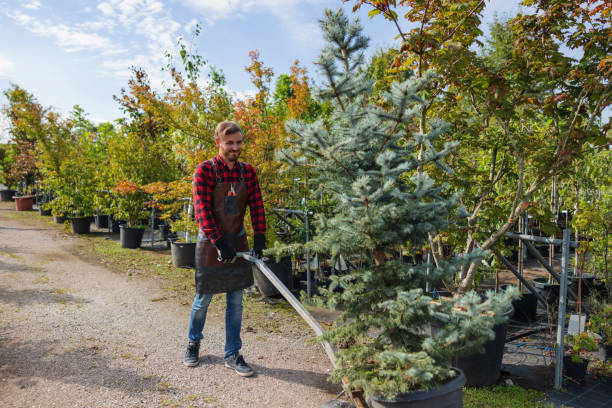 Best Root Management and Removal  in Buies Creek, NC